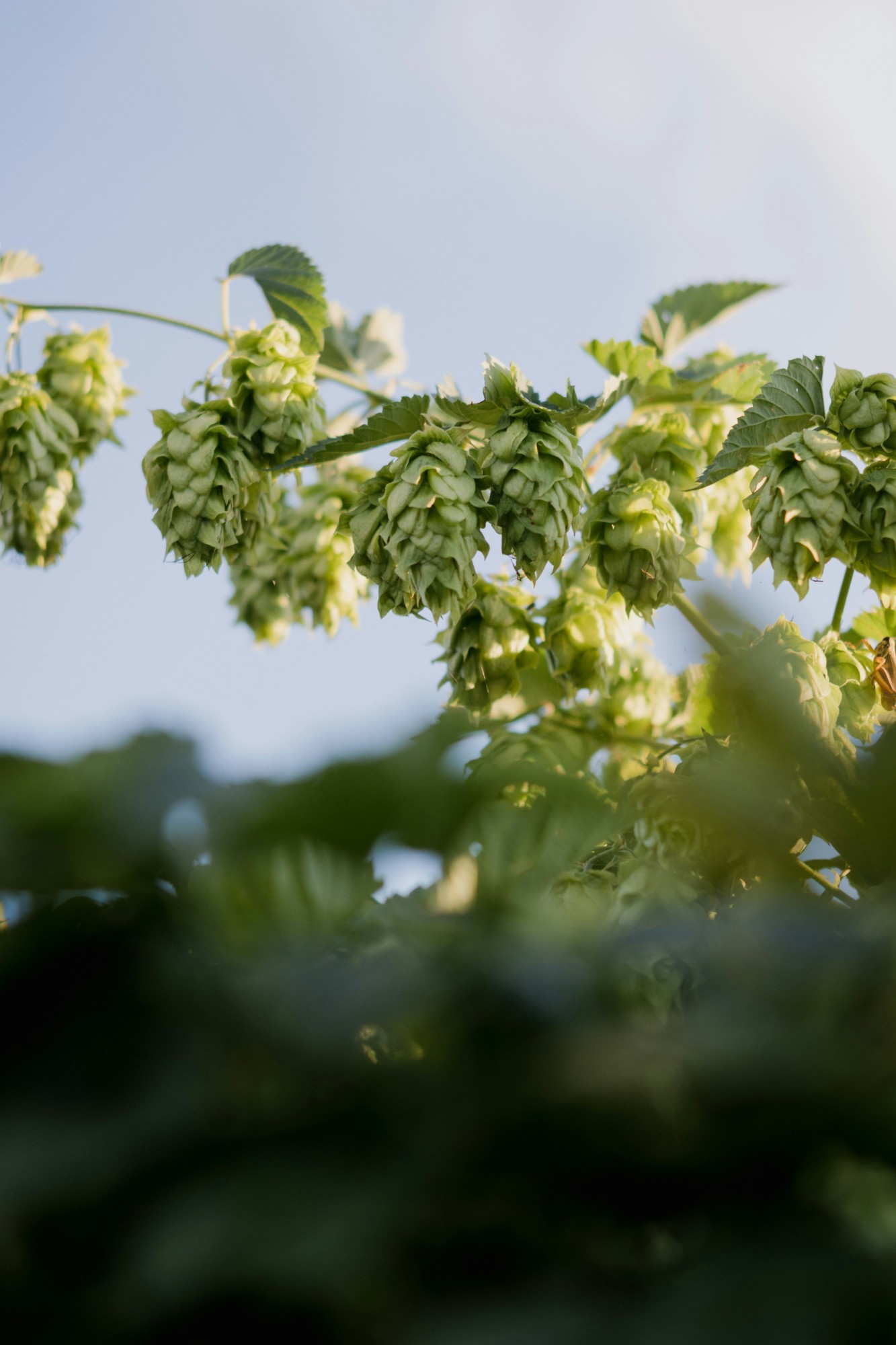 Houblon