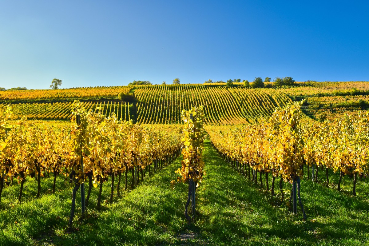 Vignes d'Alsace